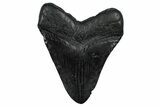 Fossil Megalodon Tooth - South Carolina #368496-1